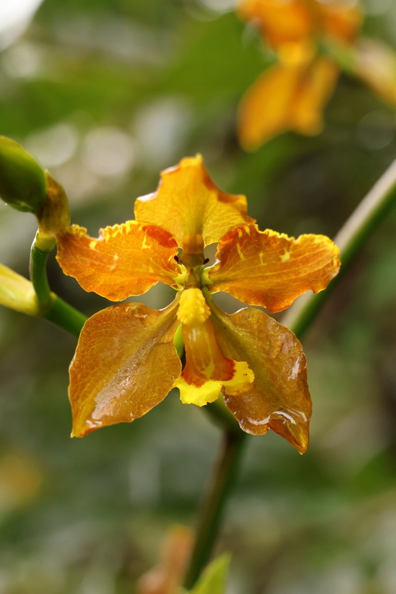 Cyrtochilum diceratum photo 8