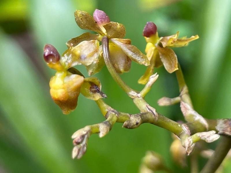 Cyrtochilum diodon