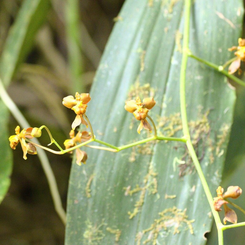 Cyrtochilum diodon photo 2