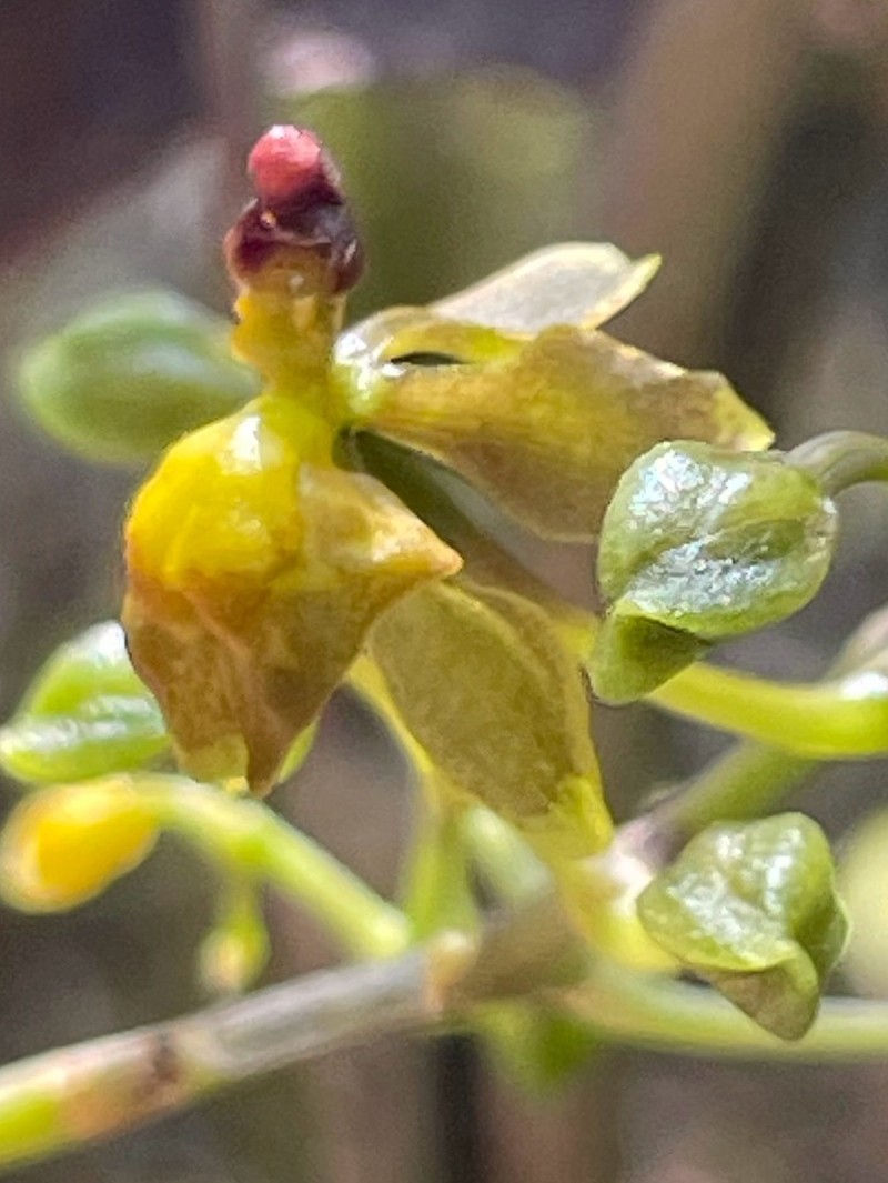 Cyrtochilum diodon photo 3
