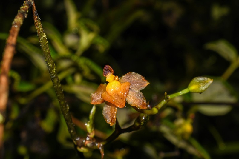 Cyrtochilum diodon photo 4