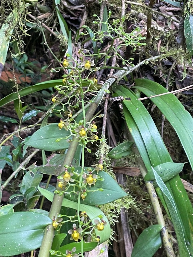 Cyrtochilum diodon photo 5