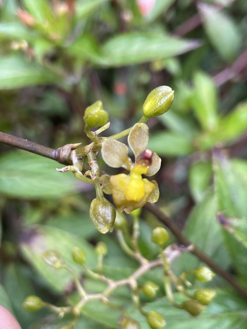 Cyrtochilum diodon photo 6