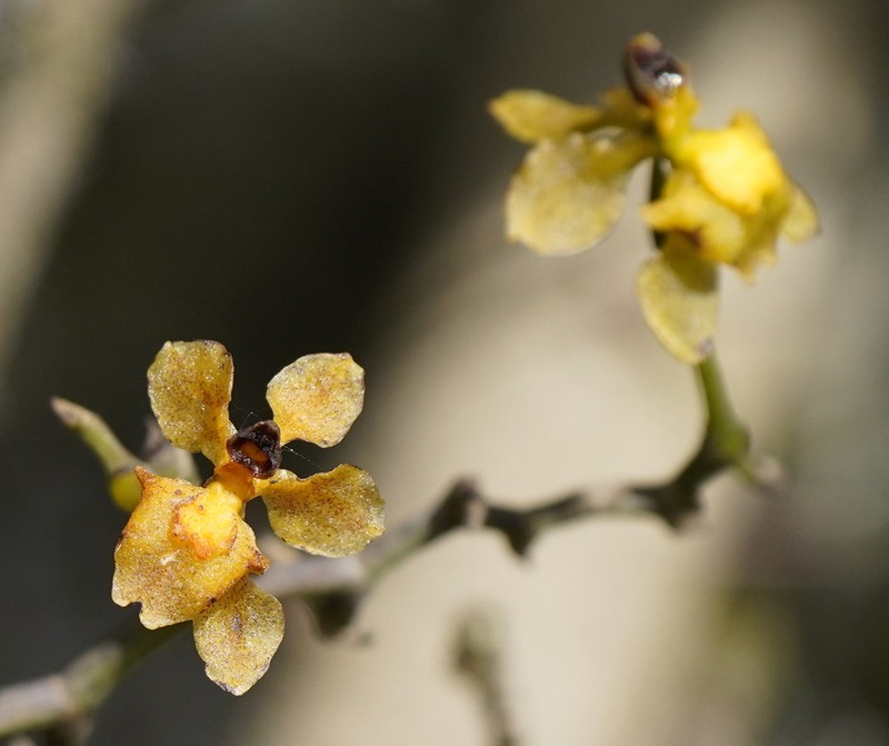 Cyrtochilum diodon photo 7