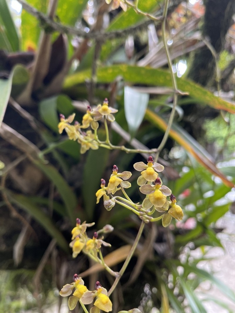 Cyrtochilum diodon photo 8
