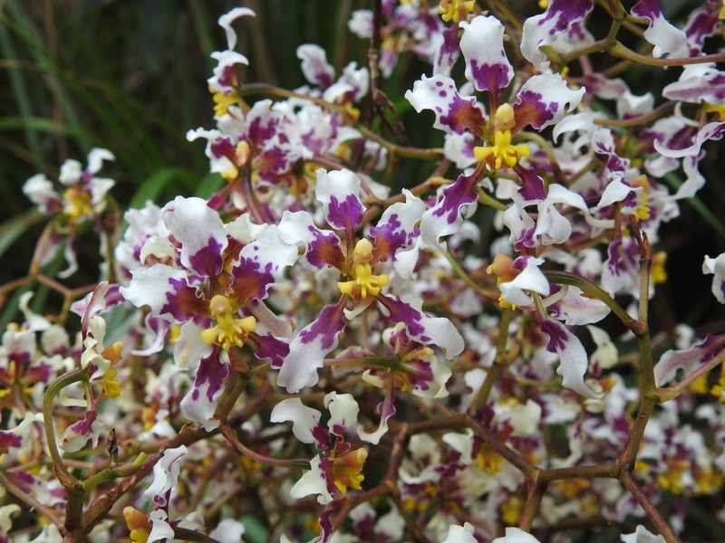 Cyrtochilum dipterum