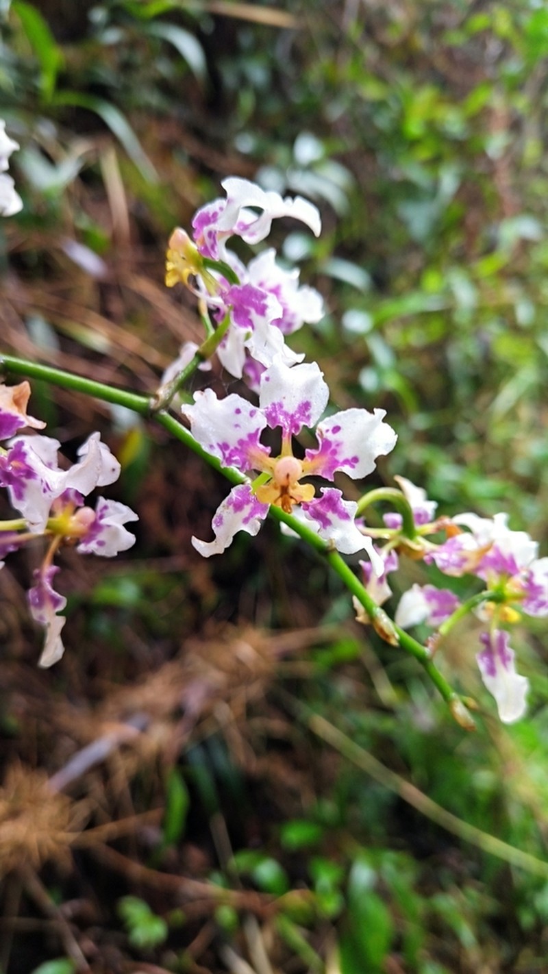 Cyrtochilum dipterum photo 2