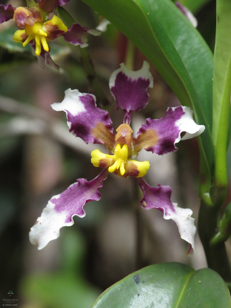 Cyrtochilum dipterum photo 3