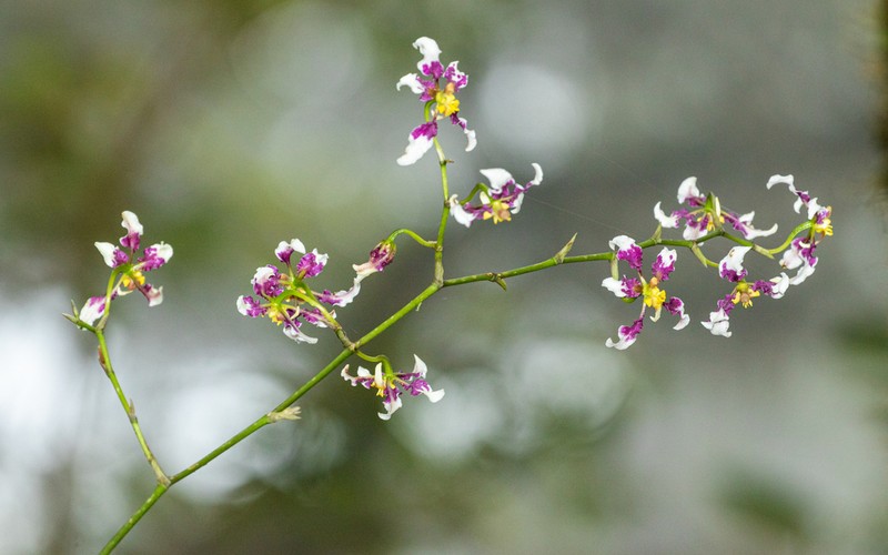 Cyrtochilum dipterum photo 4