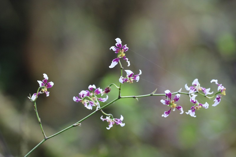 Cyrtochilum dipterum photo 5