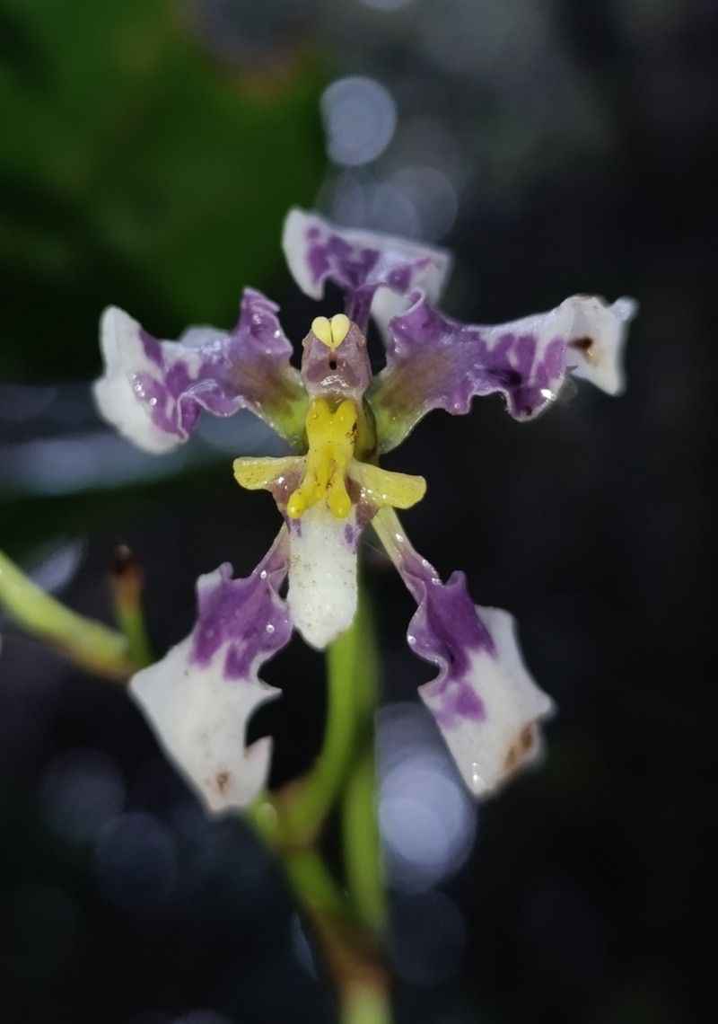 Cyrtochilum dipterum photo 6