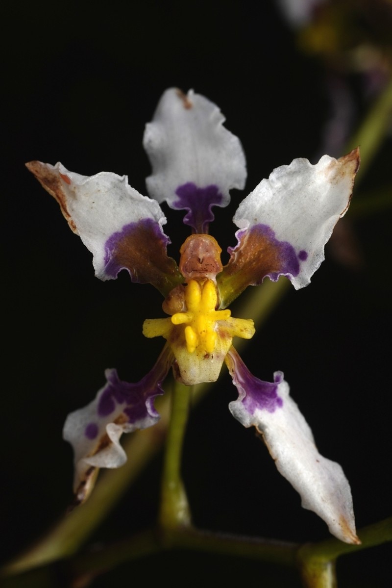 Cyrtochilum dipterum photo 7