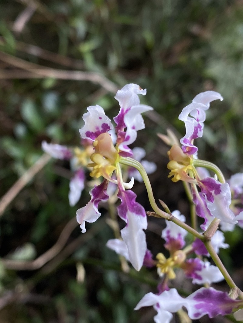Cyrtochilum dipterum photo 8