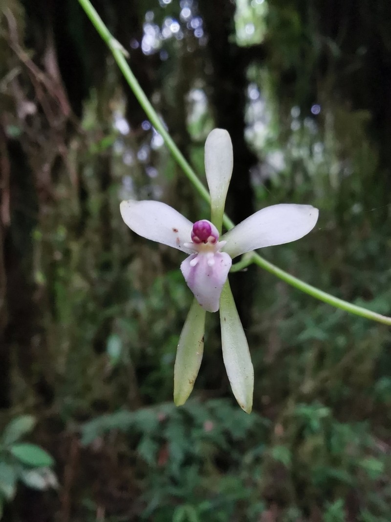 Cyrtochilum distans