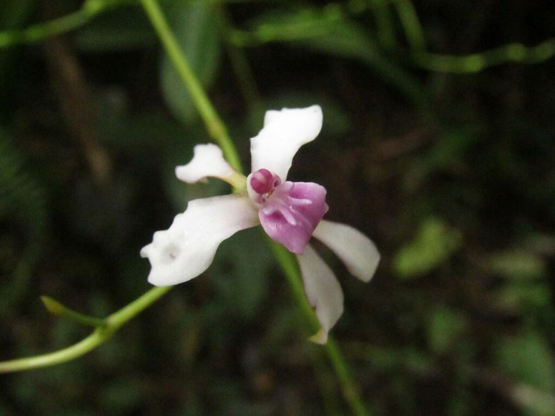 Cyrtochilum distans photo 2