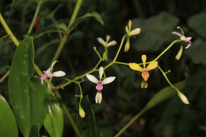 Cyrtochilum distans photo 3