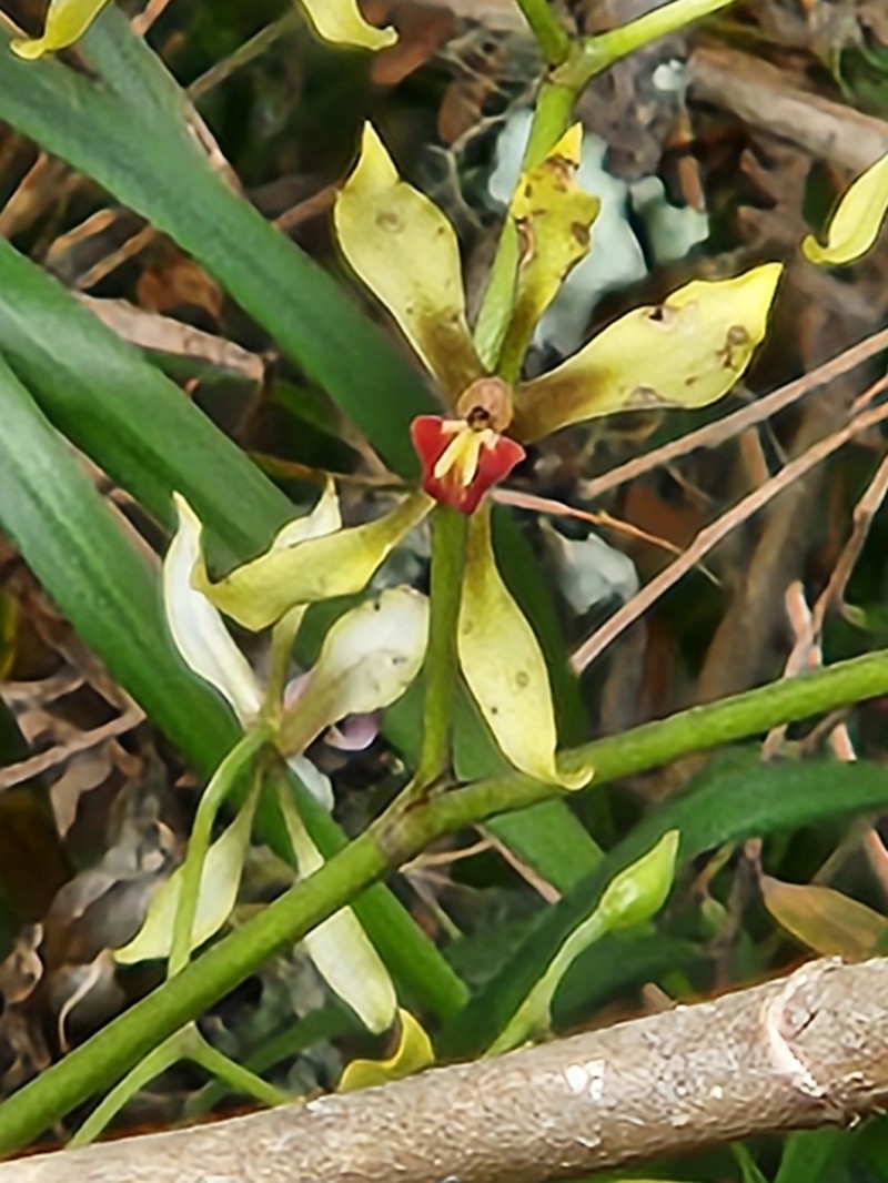 Cyrtochilum distans photo 4