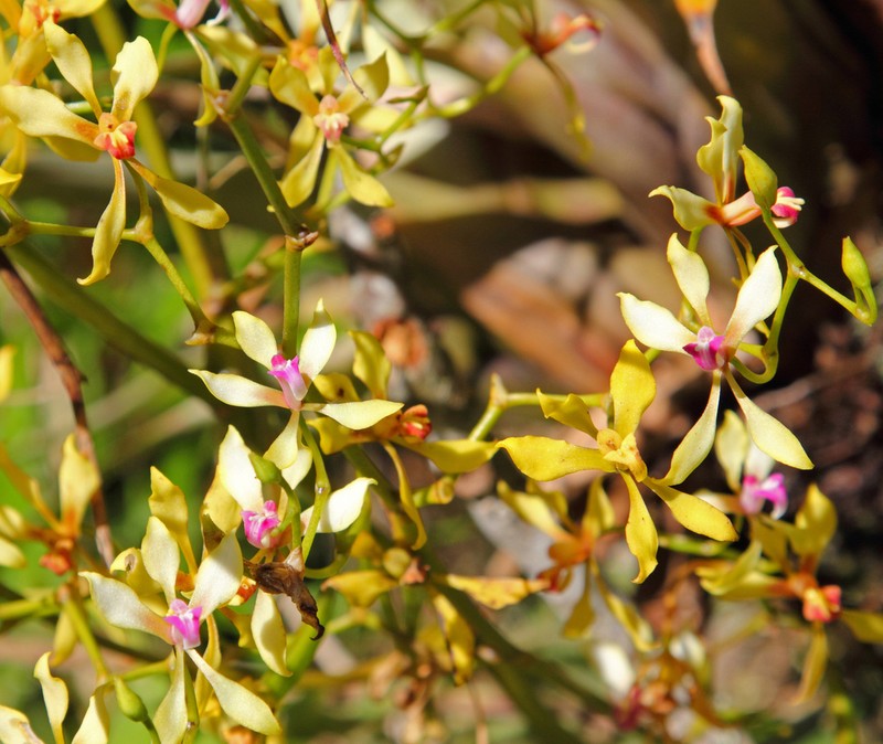 Cyrtochilum distans photo 5