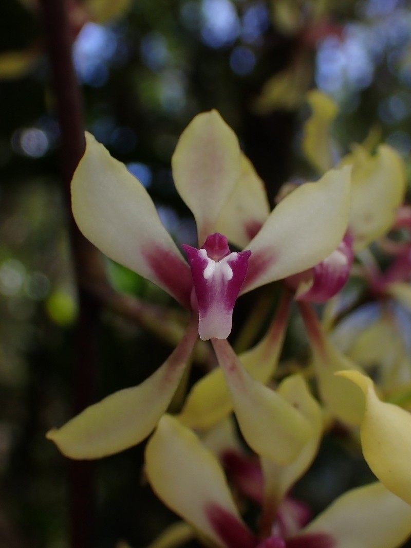 Cyrtochilum distans photo 6