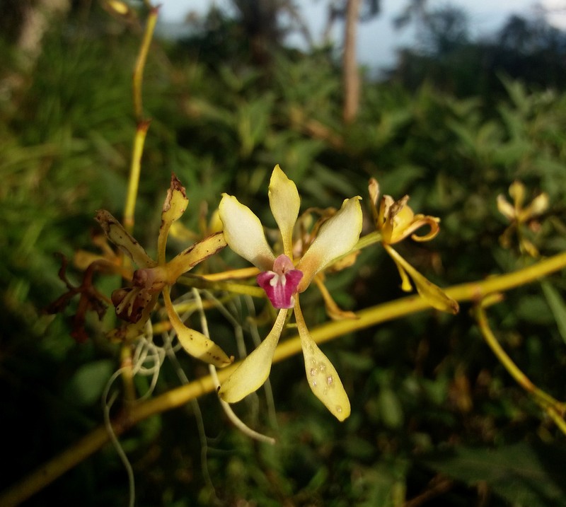 Cyrtochilum distans photo 7