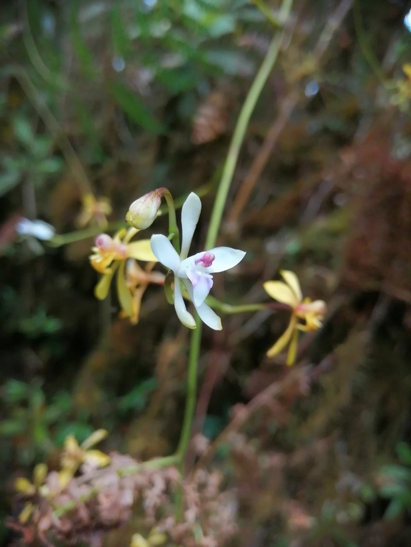 Cyrtochilum distans photo 8