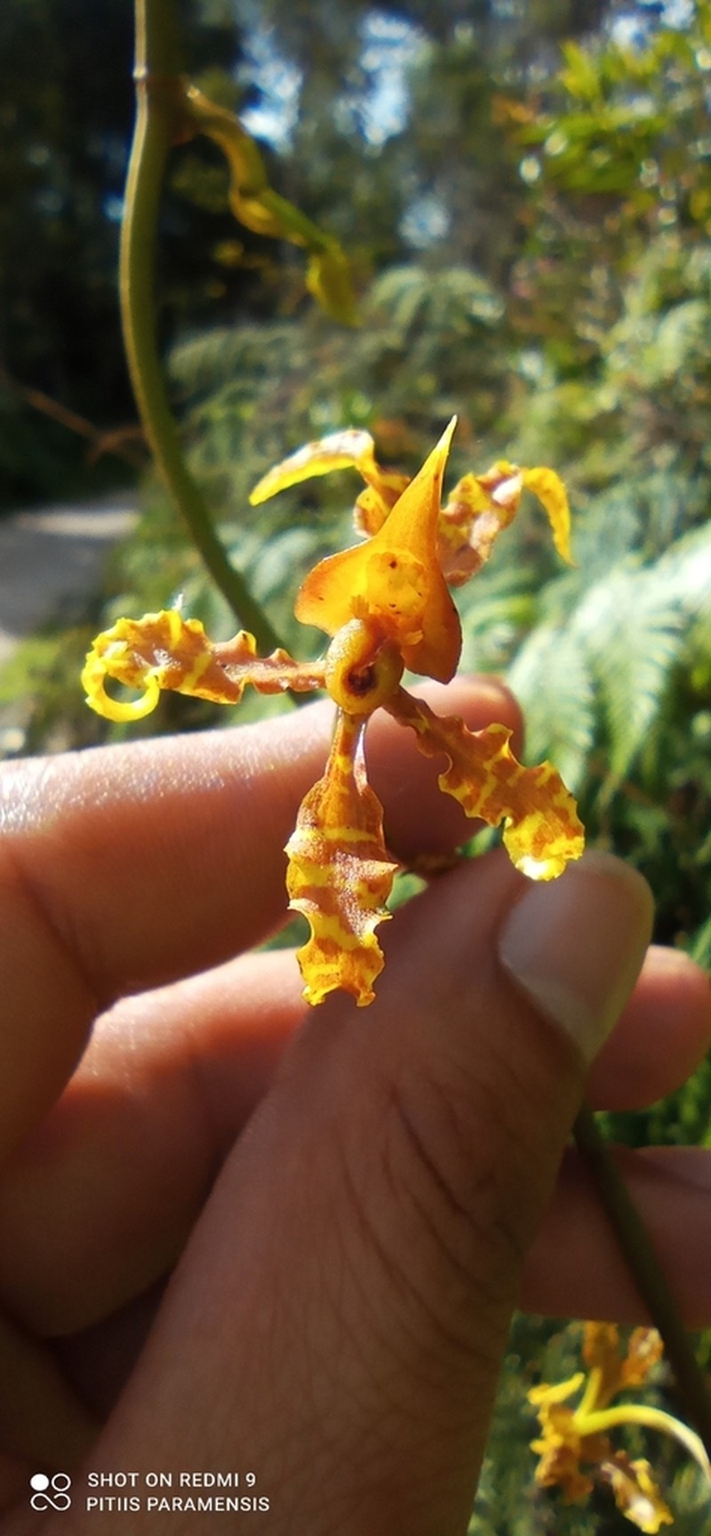 Cyrtochilum divaricatum