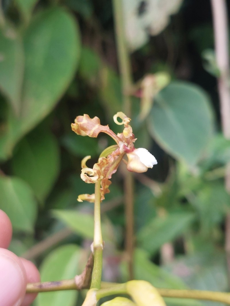 Cyrtochilum divaricatum photo 2