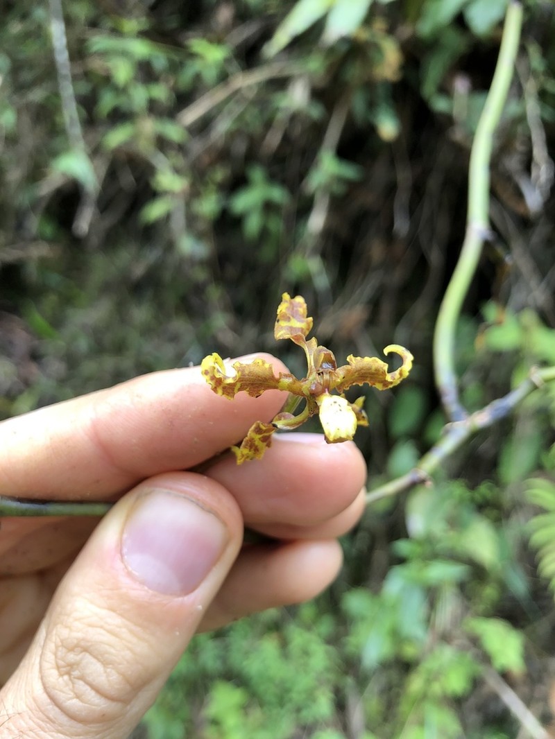 Cyrtochilum divaricatum photo 3