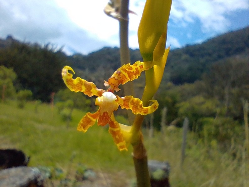 Cyrtochilum divaricatum photo 4