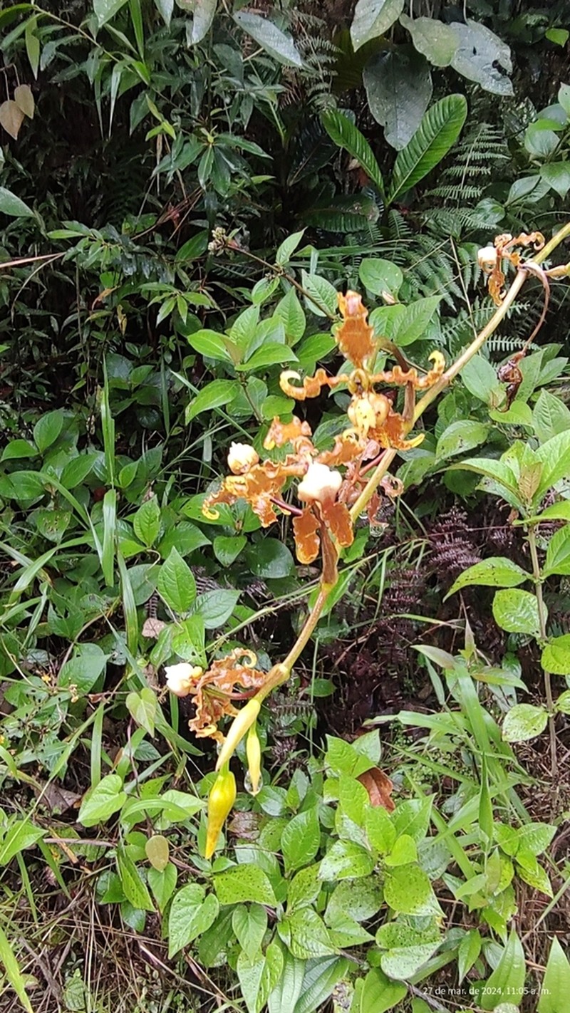 Cyrtochilum divaricatum photo 5