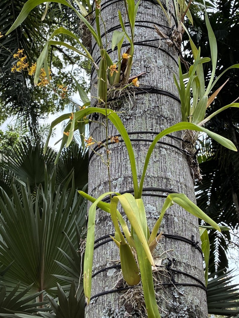 Cyrtochilum divaricatum photo 6