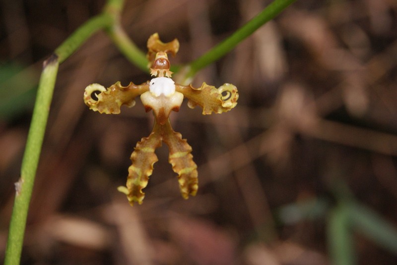 Cyrtochilum divaricatum photo 7