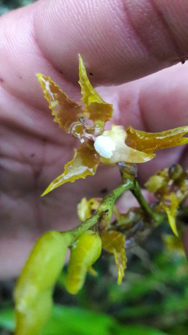 Cyrtochilum divaricatum photo 8
