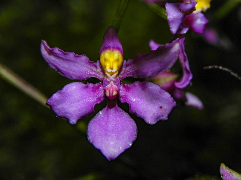 Cyrtochilum edwardii photo 2