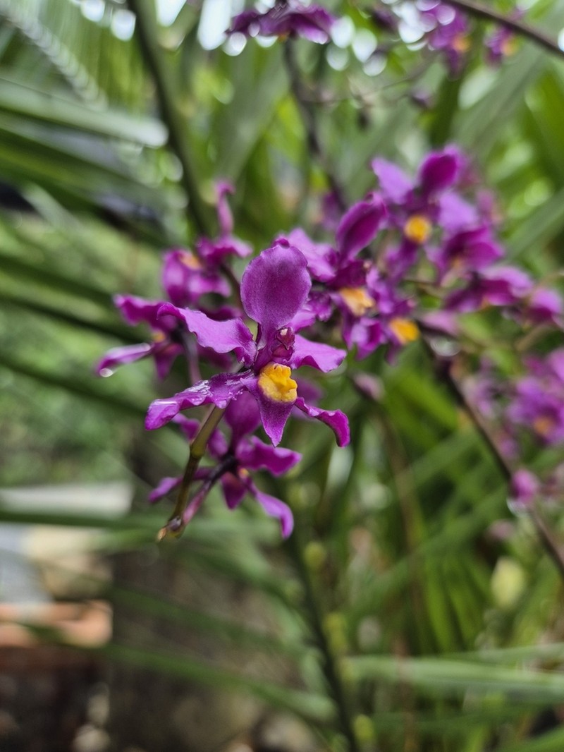 Cyrtochilum edwardii photo 3