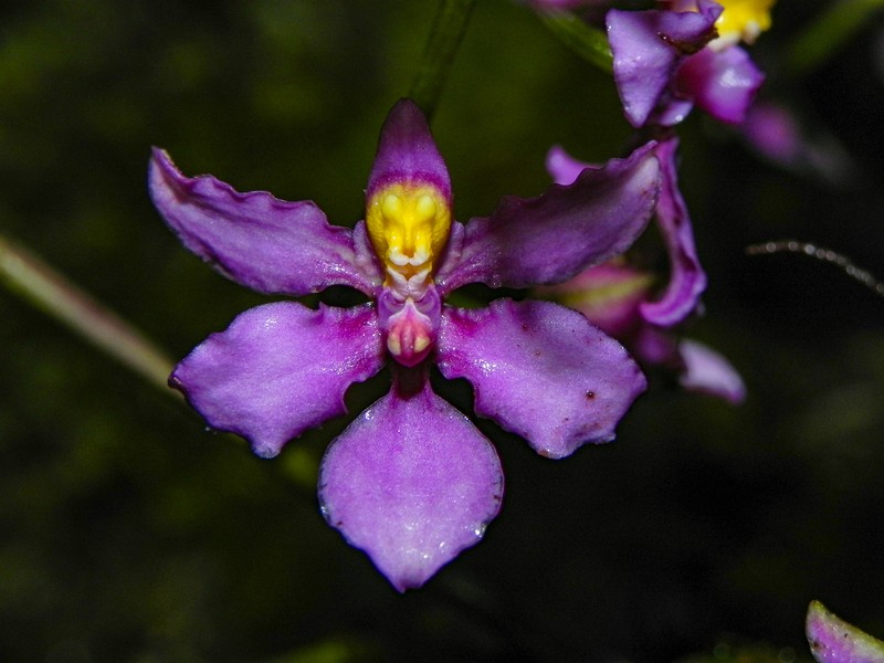 Cyrtochilum edwardii photo 5