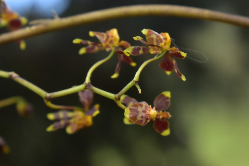 Cyrtochilum examinans