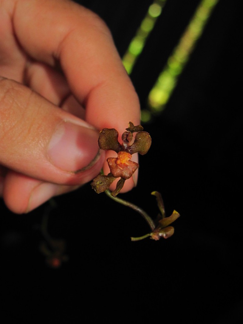 Cyrtochilum examinans photo 2