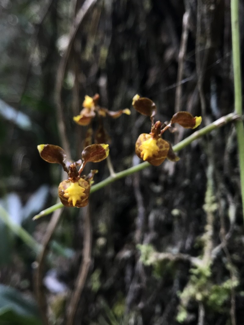 Cyrtochilum exasperatum