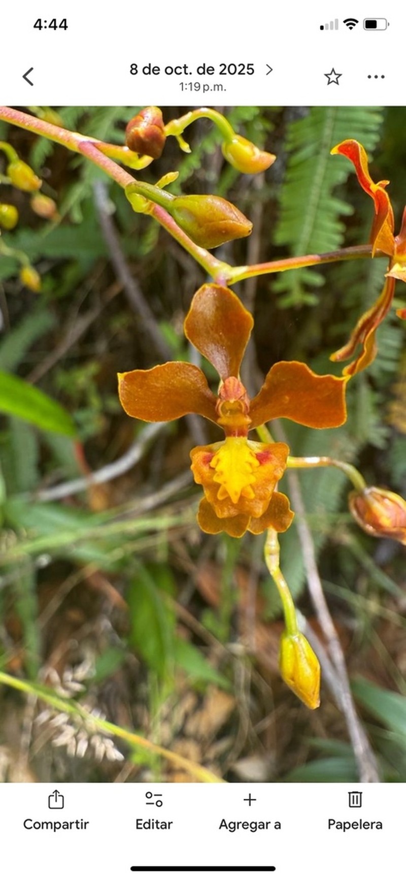 Cyrtochilum exasperatum photo 2