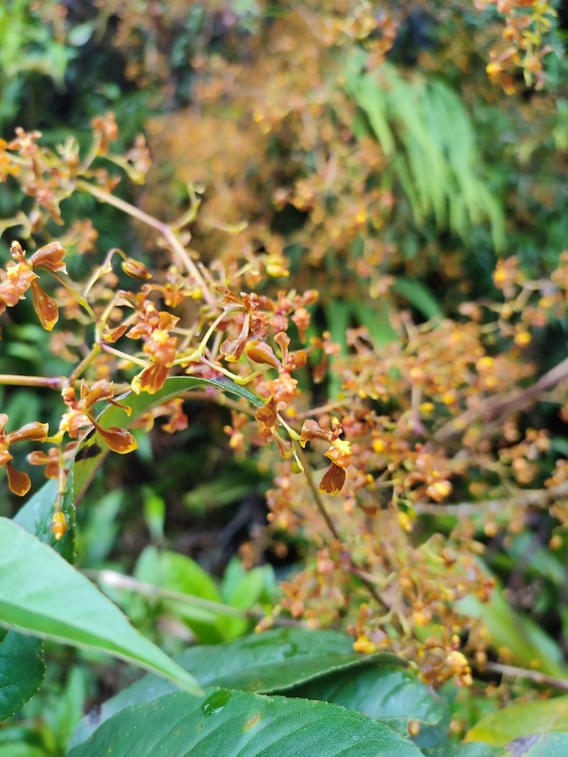 Cyrtochilum exasperatum photo 3