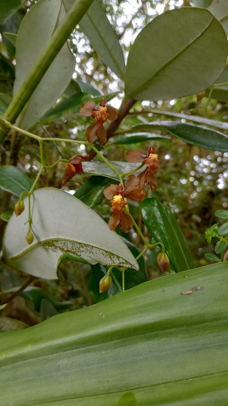 Cyrtochilum exasperatum photo 4