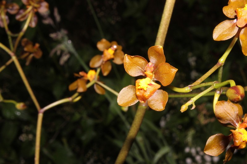 Cyrtochilum exasperatum photo 5