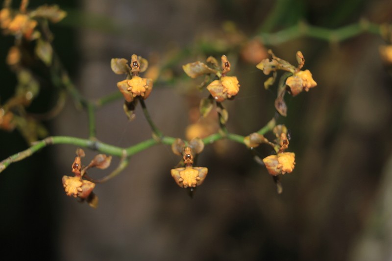 Cyrtochilum exasperatum photo 6