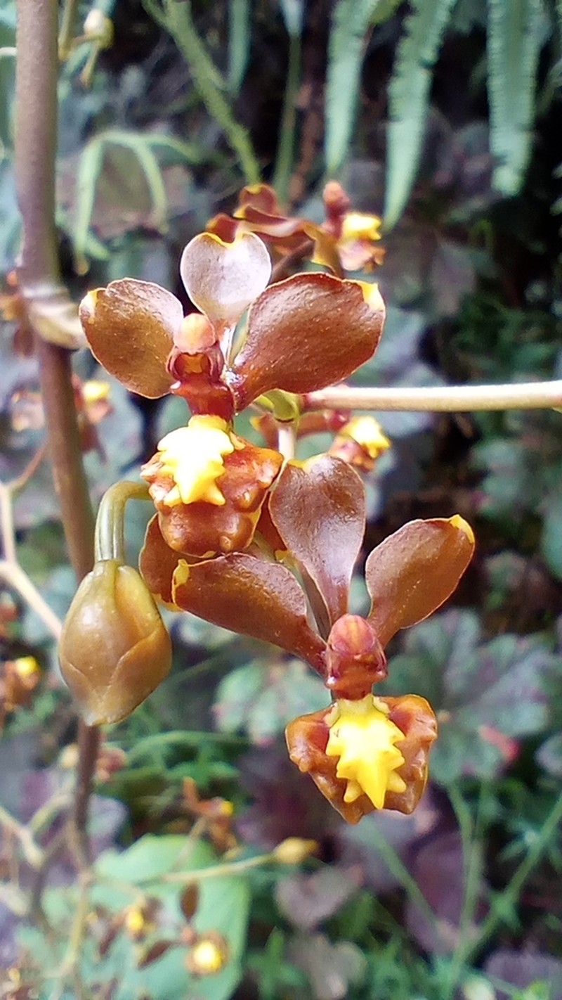 Cyrtochilum exasperatum photo 7