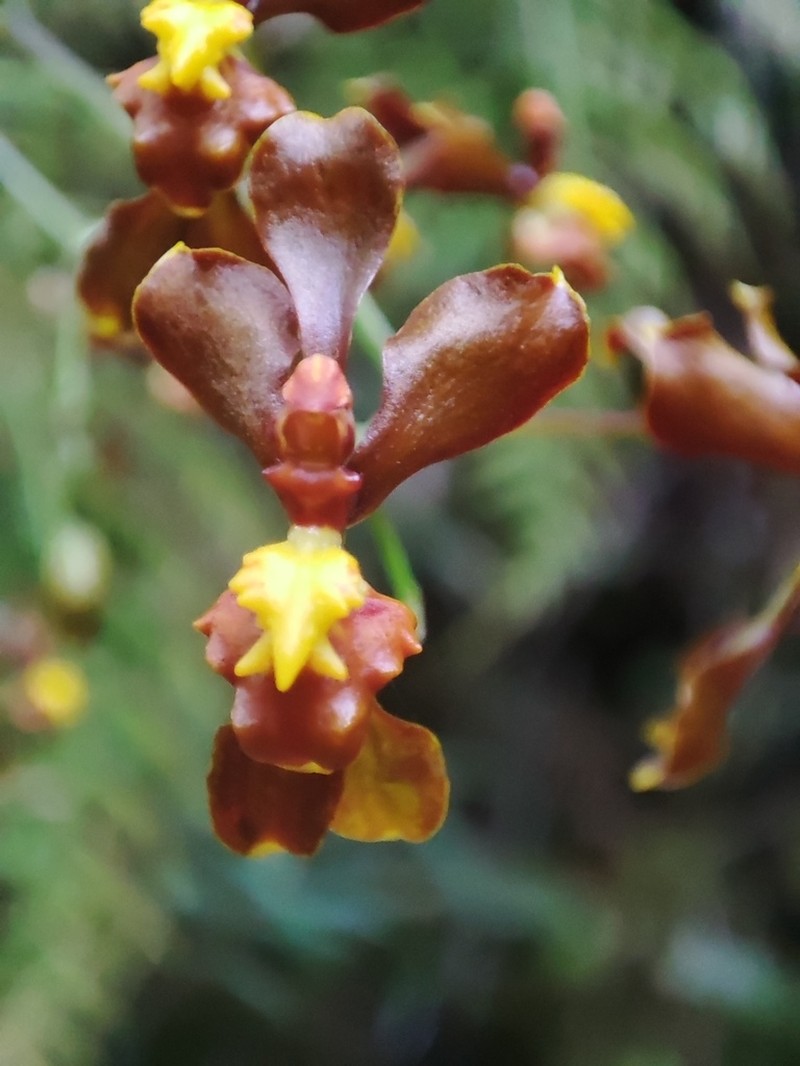 Cyrtochilum exasperatum photo 8