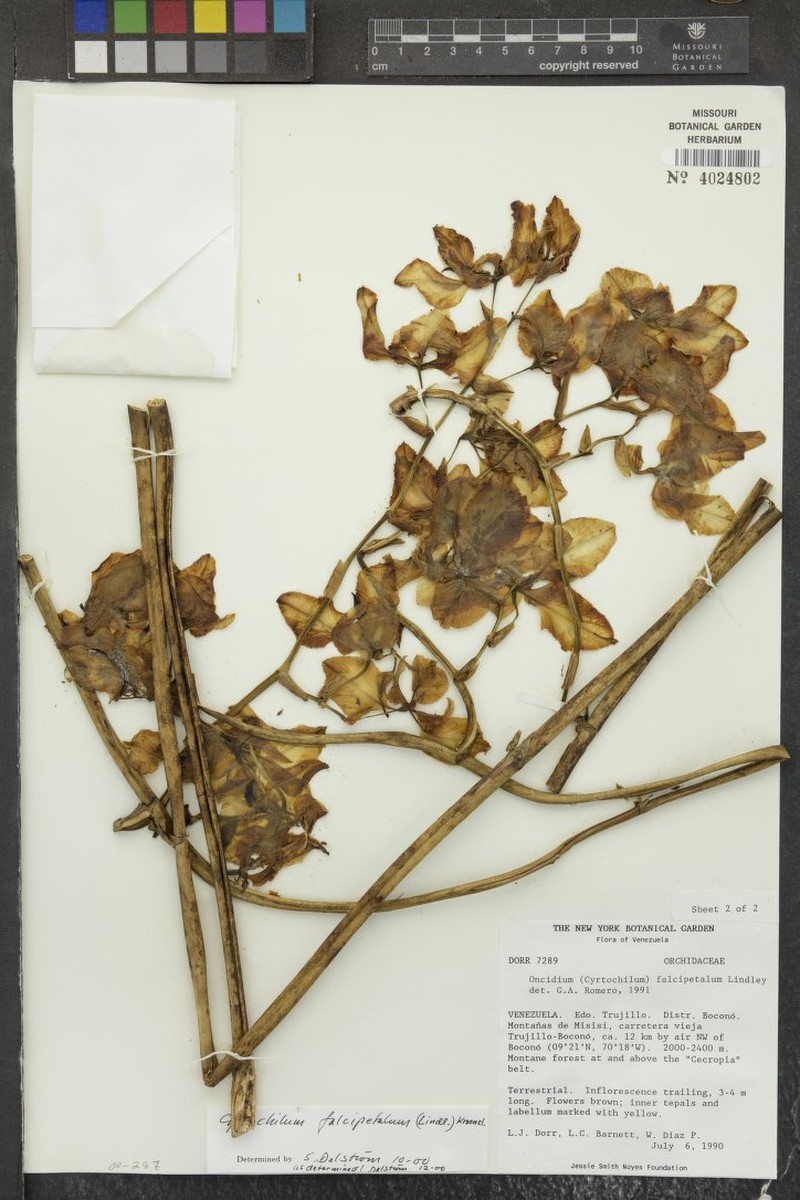 Cyrtochilum falcipetalum photo 3