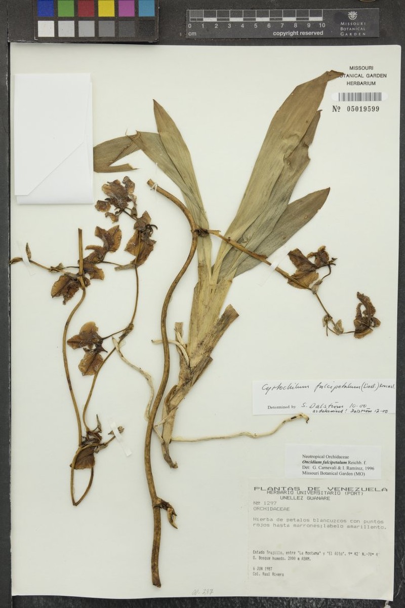 Cyrtochilum falcipetalum photo 4