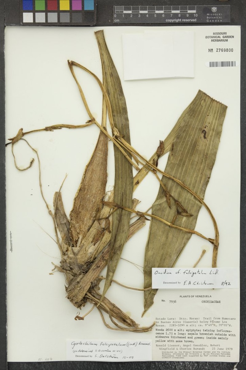 Cyrtochilum falcipetalum photo 5