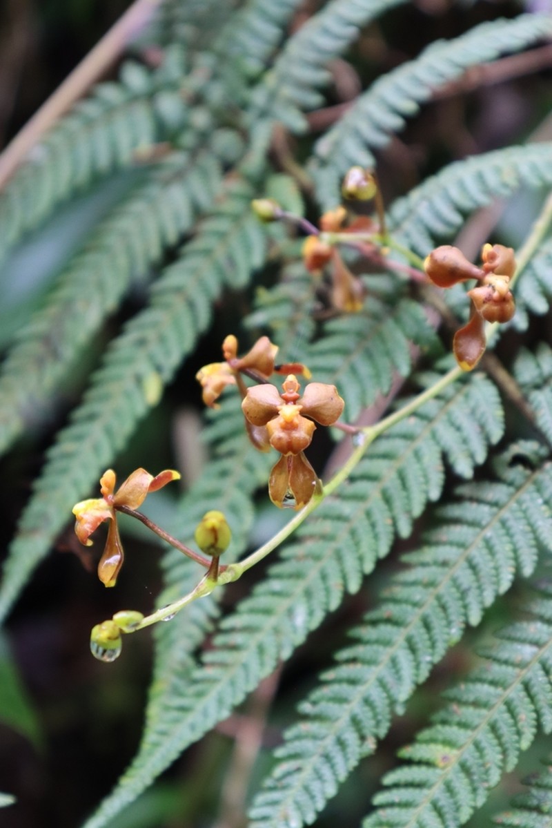 Cyrtochilum flexuosum